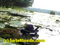 /home//u458753944/public_html/sourcegallery//Frogs/More bullfrogs/P8180214.JPG